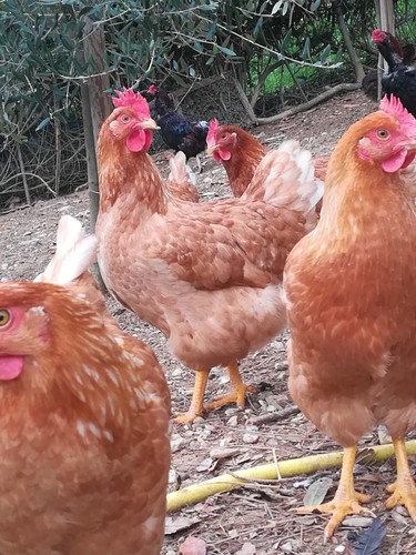 Uova fertili galline ovaiole - , e