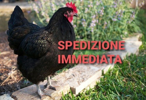 Australorp nera uova fertili - australorp,