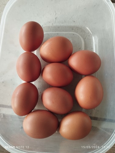 Uova galline ovaiole - uova,