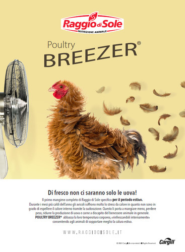 Mangime ovaiole poultry - ovaiole,