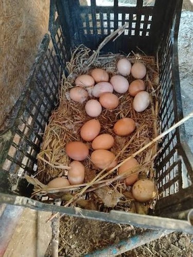 Uova feconde fertili - uova,