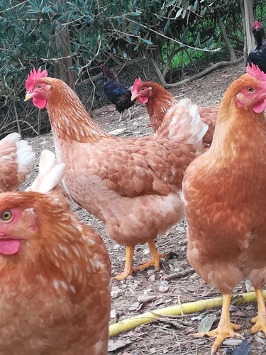 Uova fertili galline - ovaiole, e