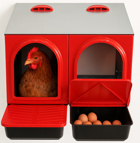 Nido bifamiliare per galline - nido,
